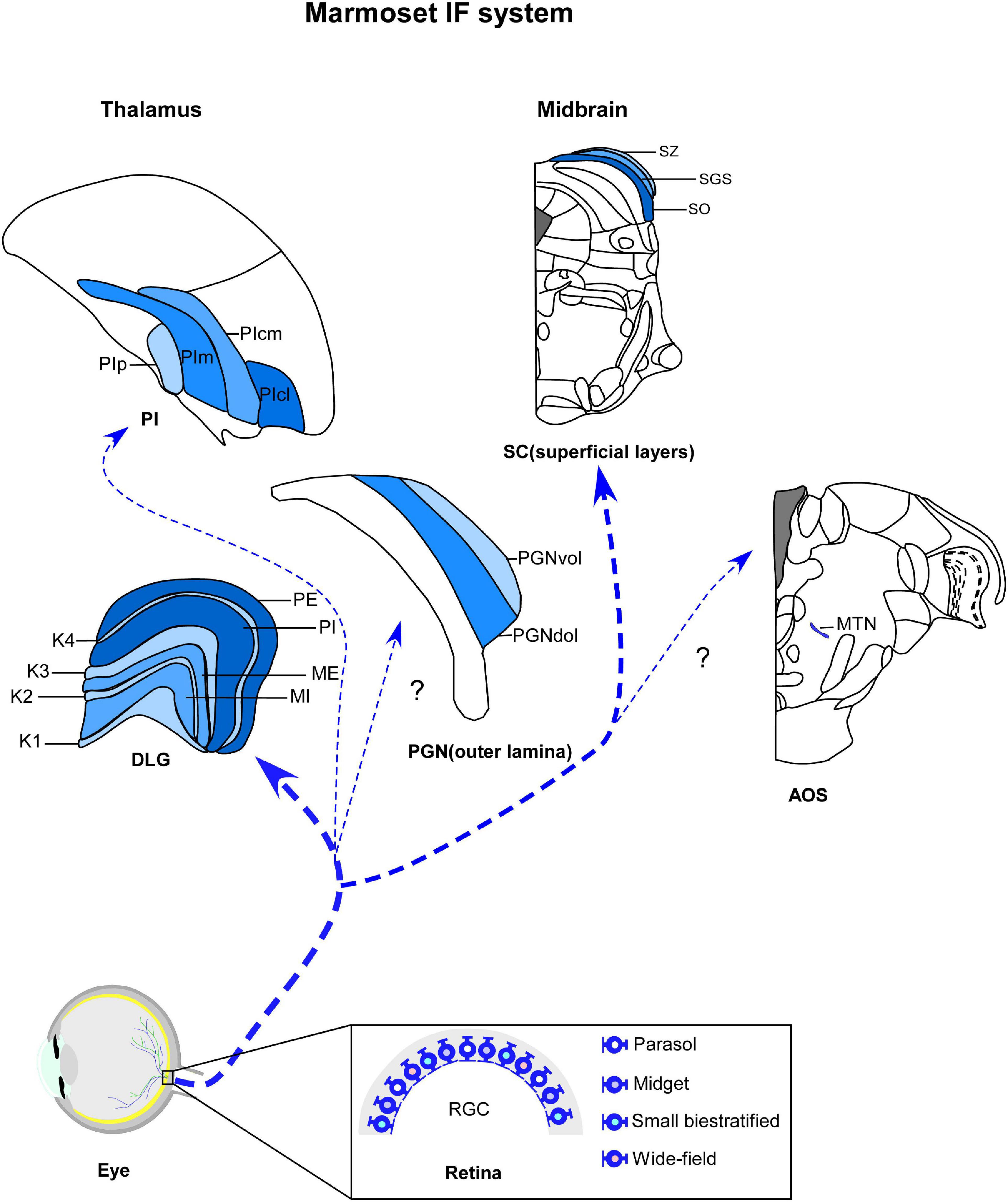 Retinorecipient areas in the common marmoset (Callithrix jacchus): An image-forming and non-image forming circuitry